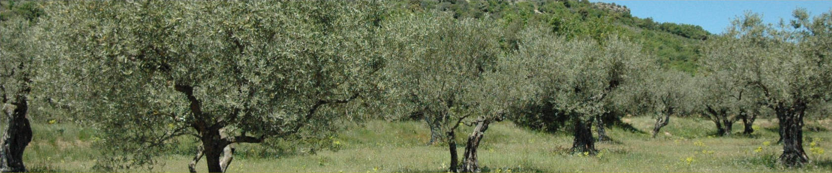 France olive champs d'oliviers