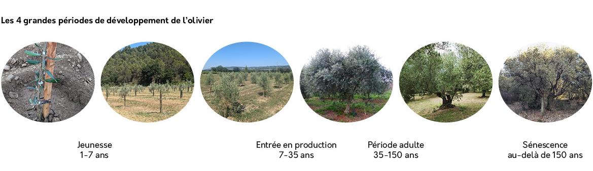 Cycle de développement de l'olivier - étapes de vie