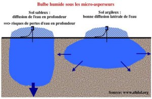 afidol org wp content uploads 450px bulbe humide sous micro asperseurs 300x195 jpg