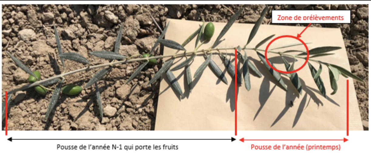Protocole de prélèvement pour analyse foliaire sur olivier